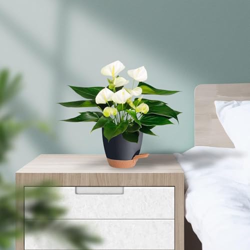 INKULTURE Flower Pot for Indoor Plants – Self Watering Plant Pot Set of 5, Multi Size Plastic Planter with Drainage Hole & Watering Lip (7/6.5/6/5.5/5 Inch) Black | Pots for Home, Office & Succulents - Image 5