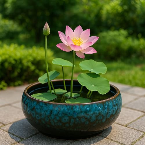 Oncpcare Lotus Bowl Planter – Glazed Ceramic Indoor Plant Bowl Lotus Pot for Lotus Seeds, Bonsai, Succulents | Shallow Hydroponic Decorative Oriental Flower Bowl (Green) - Image 5