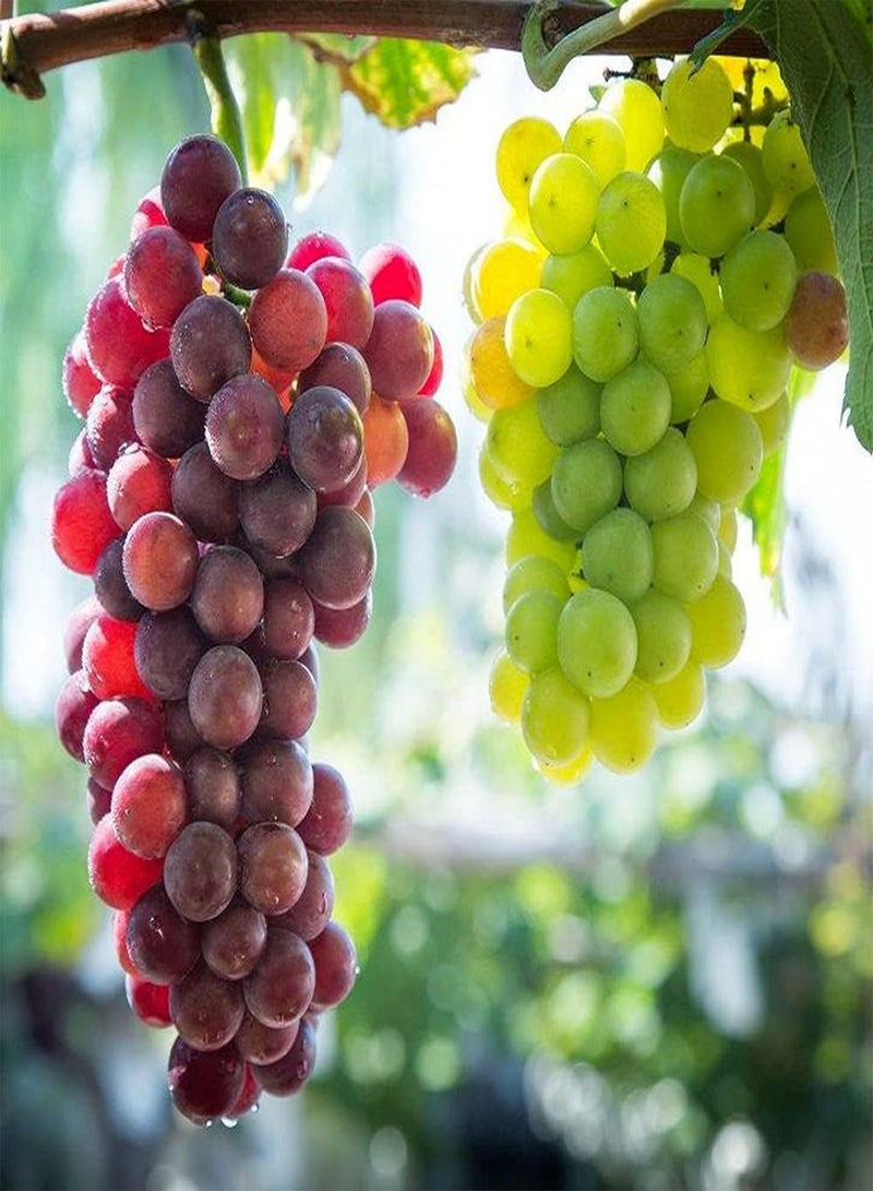 GGOOT 200Pcs Mixed Grape Seeds Eye Catching Purple Green Fruits Decorate Your Home Easy Planting Strong Adaptability Suitable for Novices - Image 1