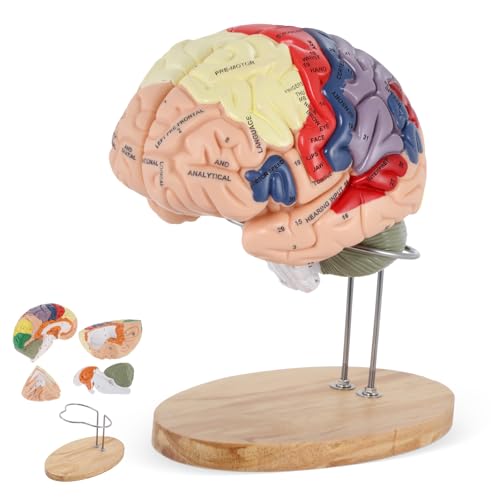 BEAMNOVA Human Brain Model 2 Times Life Size 4Part Detachable Anatomy Model with Labels Wood Stand for Neuroscience Teaching Medical Students Classroom Study - Image 1