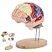 BEAMNOVA Human Brain Model 2 Times Life Size 4Part Detachable Anatomy Model with Labels Wood Stand for Neuroscience Teaching Medical Students Classroom Study - Image 3