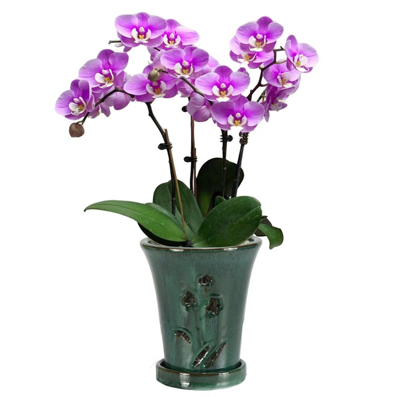 w w W&W Orchid Pot with Holes and Saucer for Repotting, 6 * 7 Inch, Green Mix - Image 1