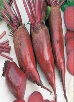 Beet Cylindra Great Heirloom Vegetable Bulk Wholesale 10,00 Seeds