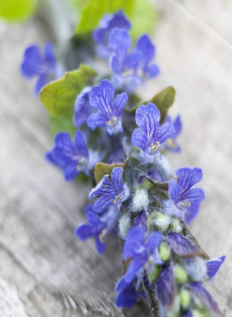 جي جوت 200 قطعة من بذور المريمية، زهرة موروثة للزراعة الخارجية، عشبة سنوية قوية، أوراق عريضة وجذابة، رائحة عطرية قوية - Image 1