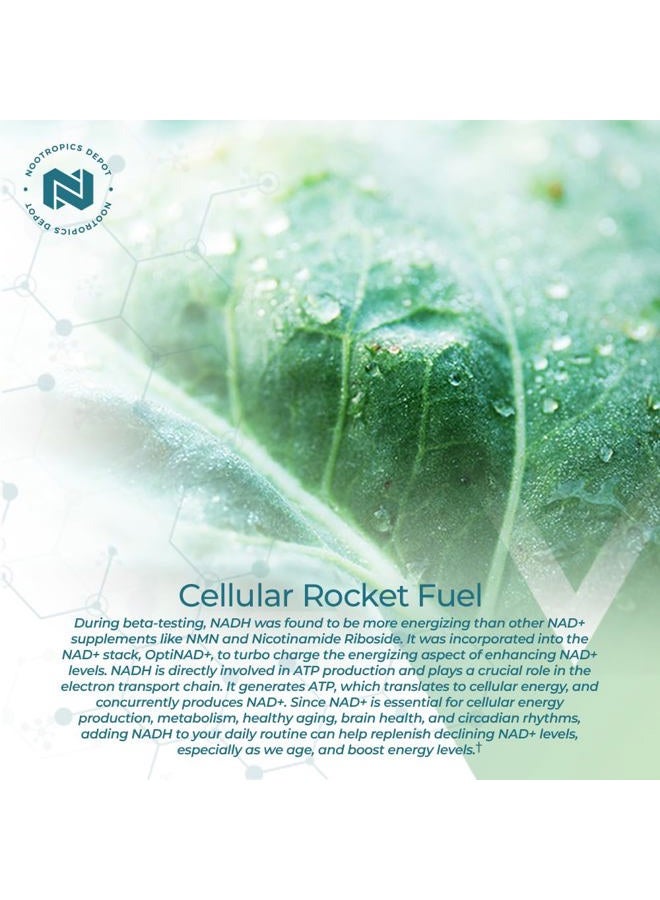 Nootropics Depot NADH + Chlorella vulgaris (Broken Cell) 400mg Capsules | Nicotinamide Adenine Dinucleotide 20mg | Chlorophyll 10mg | Energy, Alertness, Mental Clarity & Healthy Aging, 30 Count - Image 5