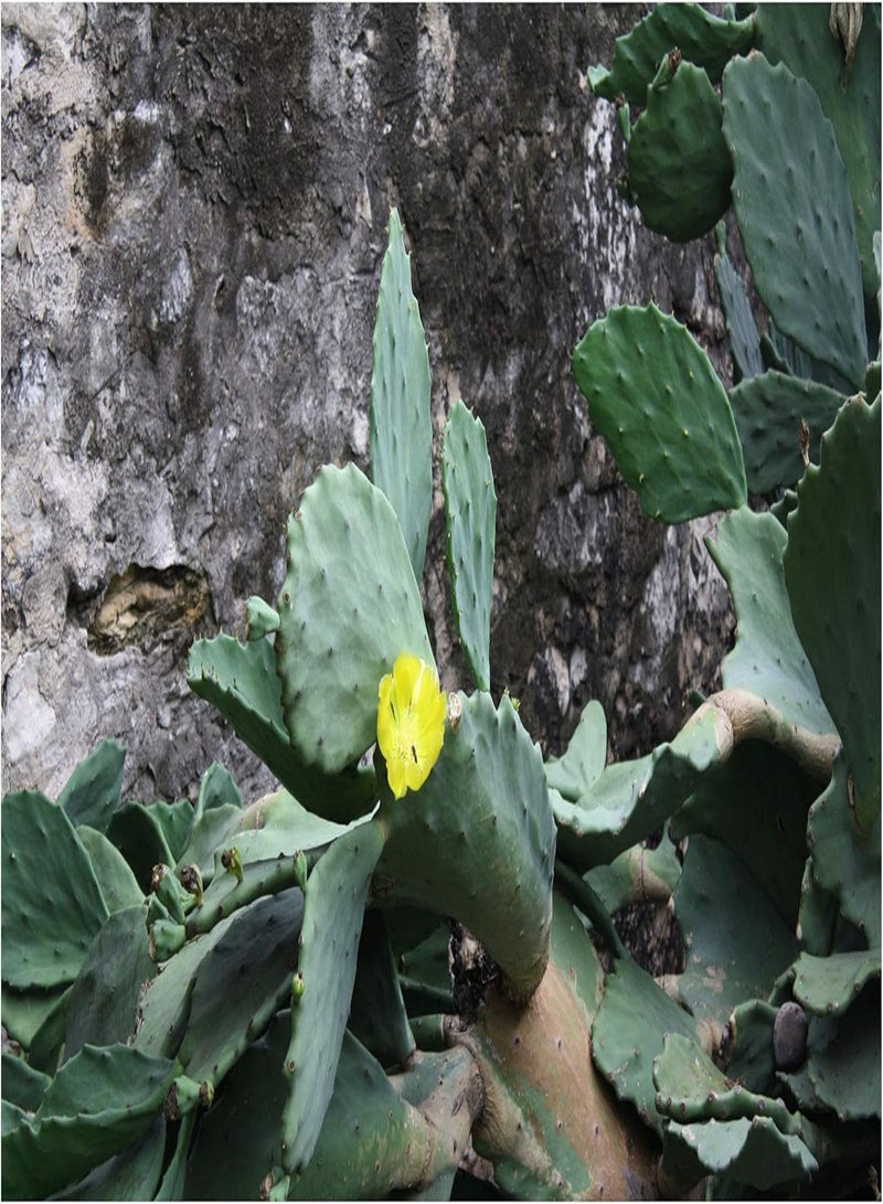 Opuntia matudae Xoconostle Prickly Pear Cactus 20 Seeds Yellow Flowers Green - Pink Fruit Drought Tolerant Ornamental Cactus Succulent
