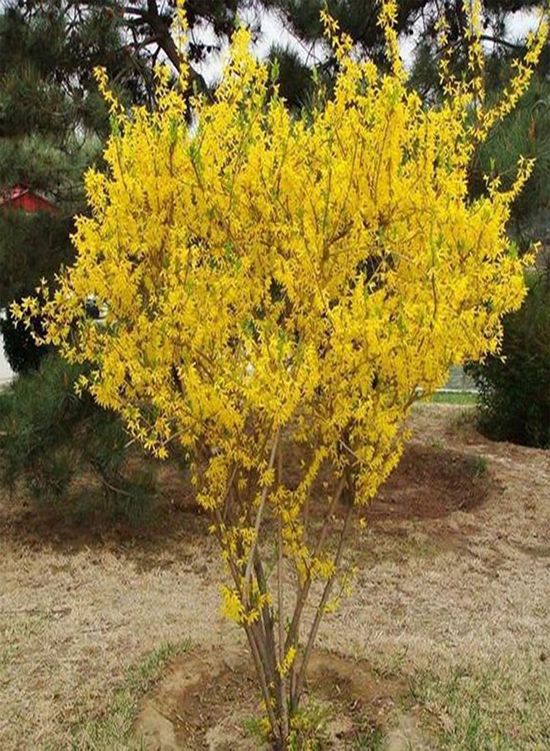 GGOOT 100pcs Unique Attractive Forsythia Seeds Suitable Beginners Novice Gardeners Planting Adding Landscape to Beauty of Garden - Image 2