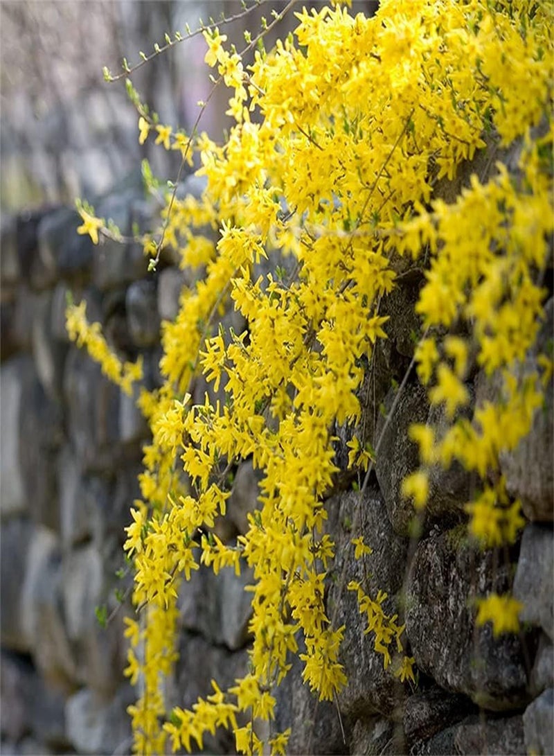 GGOOT 100pcs Unique Attractive Forsythia Seeds Suitable Beginners Novice Gardeners Planting Adding Landscape to Beauty of Garden - Image 1