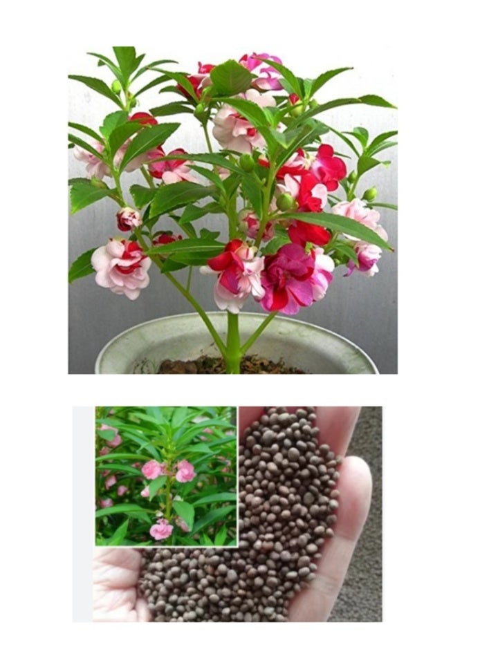 100 PCS Balsamina Seeds for Planting - Natural Premium Seeds - Beautiful Flower Planting Seeds - Colorful Easy Growing Impatiens Balsamina Balsam Flower Seeds Best Garden Plant - Image 1