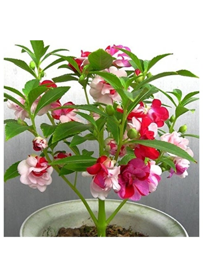 100 PCS Balsamina Seeds for Planting - Natural Premium Seeds - Beautiful Flower Planting Seeds - Colorful Easy Growing Impatiens Balsamina Balsam Flower Seeds Best Garden Plant - Image 2