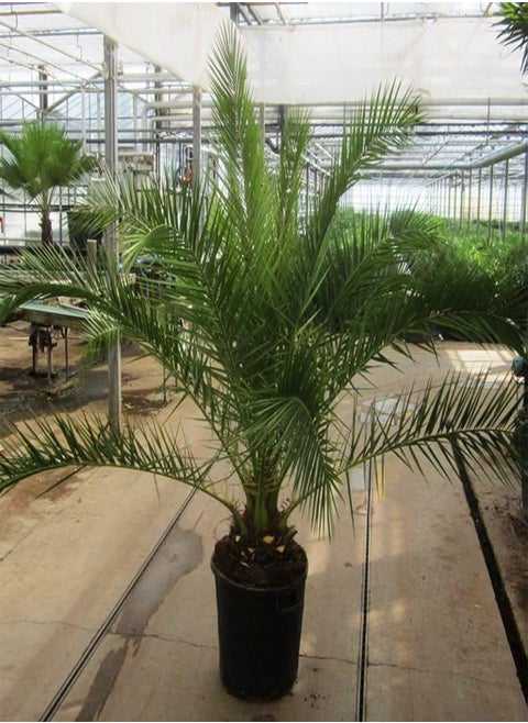 - 3+ Seeds Canary Island Date Palm - Tree Green