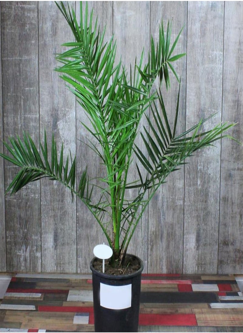 GGOOT - - 3+ Seeds Canary Island Date Palm - Tree Green - Image 1