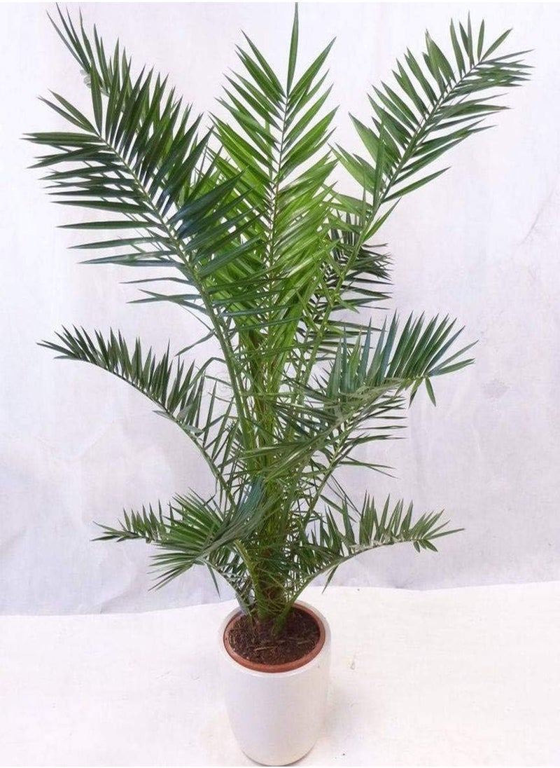 GGOOT - - 3+ Seeds Canary Island Date Palm - Tree Green - Image 1