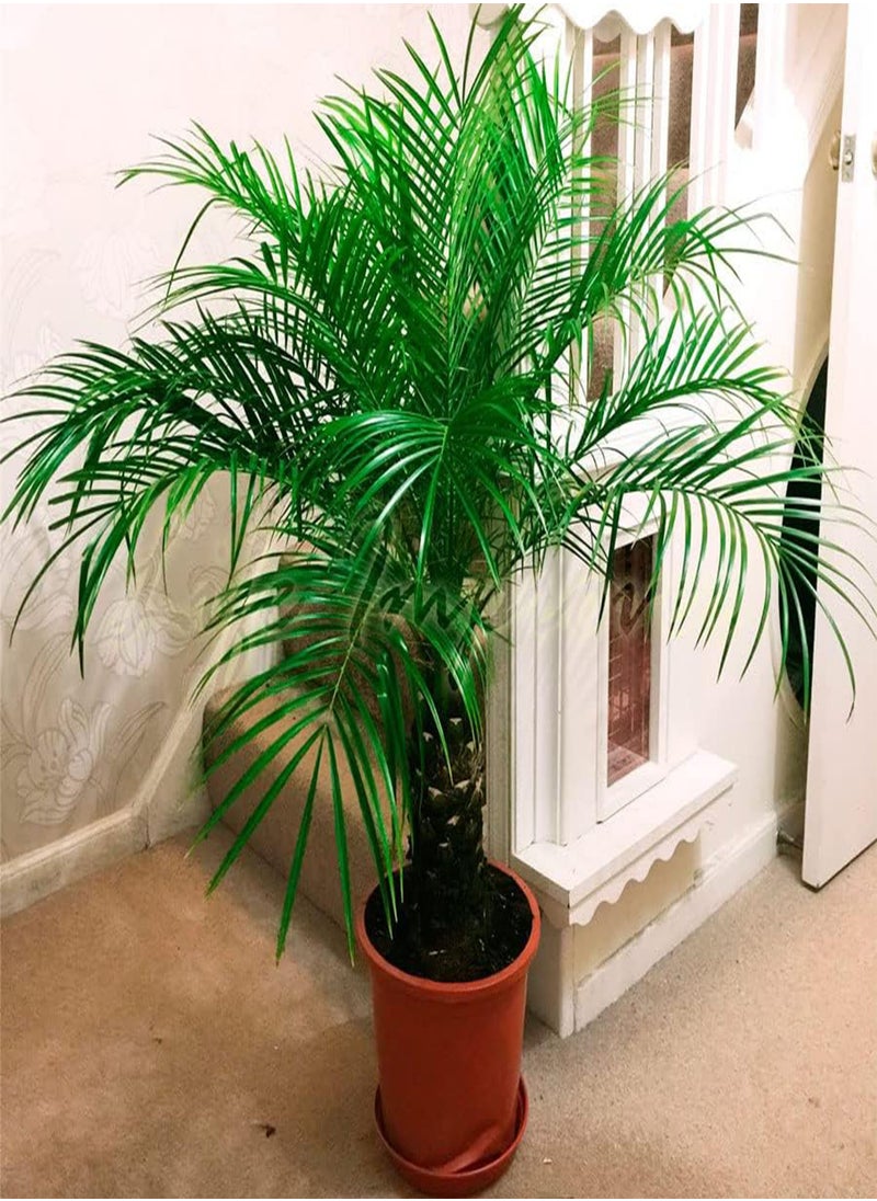 GGOOT - - 3+ Seeds Canary Island Date Palm - Tree Green - Image 1