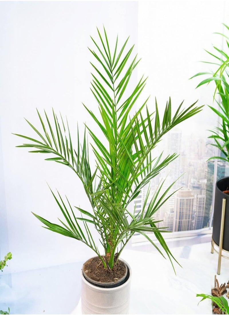 GGOOT - - 3+ Seeds Canary Island Date Palm - Tree Green - Image 1