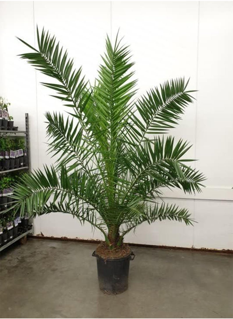 GGOOT - - 3+ Seeds Canary Island Date Palm - Tree Green - Image 1