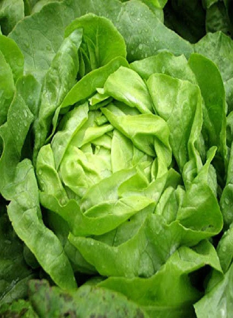 GGOOT Buttercrunch Lettuce 550 (0.53g's) Vegetable Seeds - Butterhead - Cool Season Heirloom - Lactuca sativa - Image 1