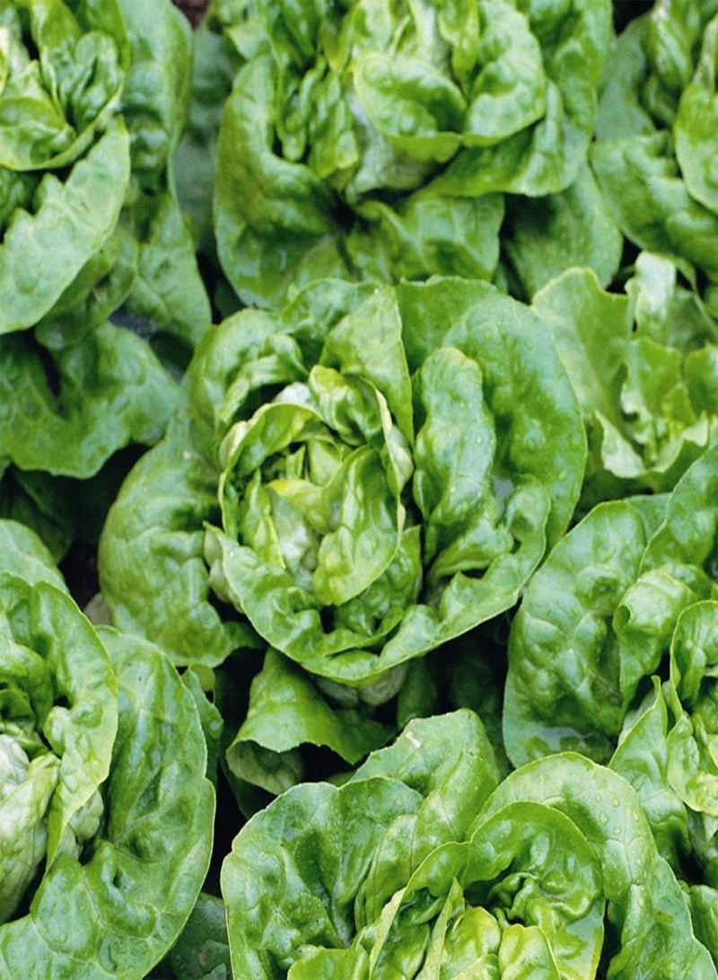 GGOOT Buttercrunch Lettuce 550 (0.53g's) Vegetable Seeds - Butterhead - Cool Season Heirloom - Lactuca sativa - Image 2