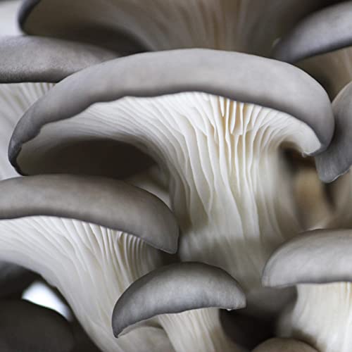 North Spore Organic Blue Oyster Mushroom Spray & Grow Kit (4 lb) | Beginner Friendly & Easy to Use | USDA Certified Organic, Non-GMO | Handmade in Maine, USA - Image 4