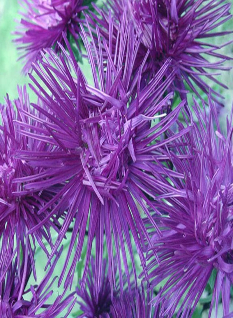GGOOT Aster Needle UNICUM Violet Callistephus Chinensis - 20 (PKD) Seeds