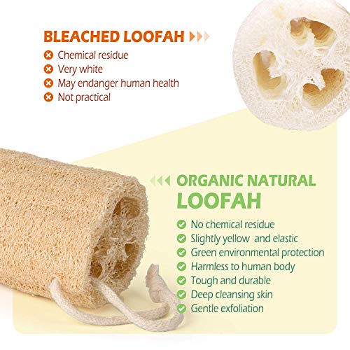 Scarlet Line 100% Organic Sponge Gourd Loofah Exfoliating Natural Scrubber for Bathing Sponge for Dead Skin Removing Anti- Bacterial Natural loofah - Image 3