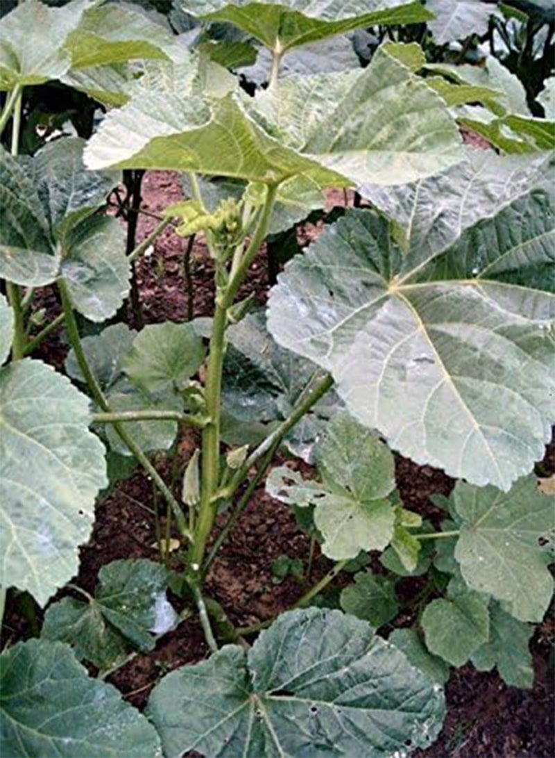 GGOOT 10 Okra seed, Long Pod Green (Dwarf) Nice for limited space or for short season  - Image 3