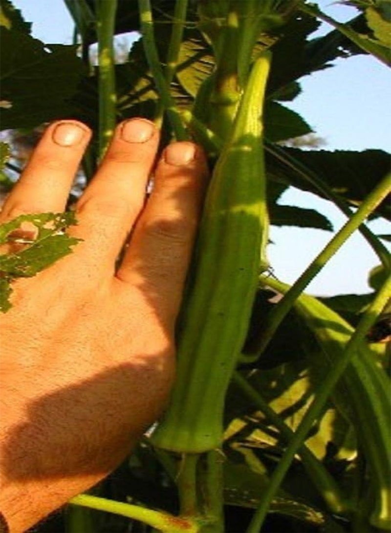 GGOOT 10 Okra seed, Long Pod Green (Dwarf) Nice for limited space or for short season  - Image 2