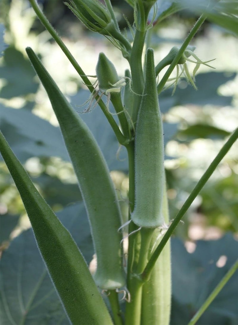 GGOOT 10 Okra seed, Long Pod Green (Dwarf) Nice for limited space or for short season  - Image 1