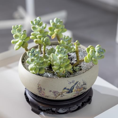 TOIVO Lotus Bowl Planter, Coarse Pottery Water Lily Flower Pot with Plastic Base, 7.8 inches (B-1) - Image 5