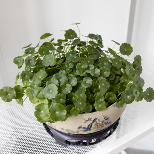 TOIVO Lotus Bowl Planter, Coarse Pottery Water Lily Flower Pot with Plastic Base, 7.8 inches (B-1) - Image 4
