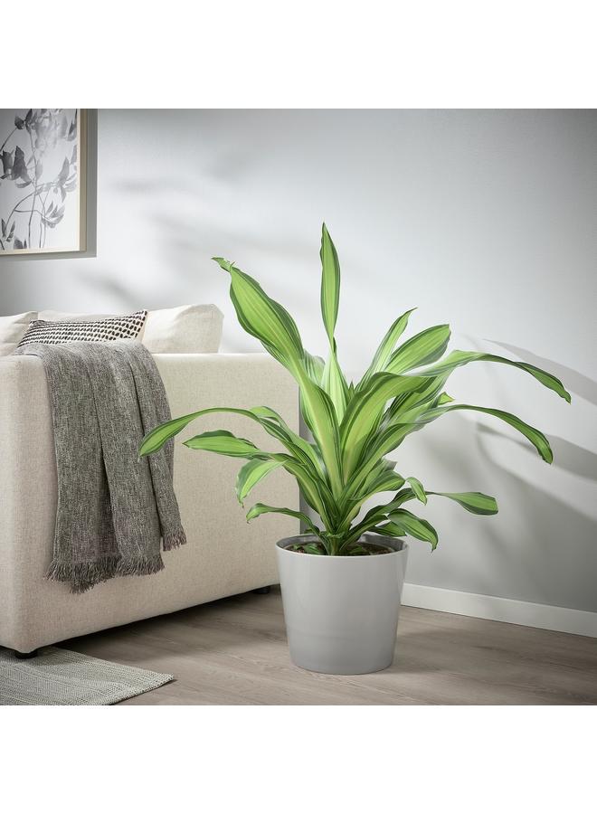 Zaboon Plant pot, in/outdoor grey, 24 cm - Image 4