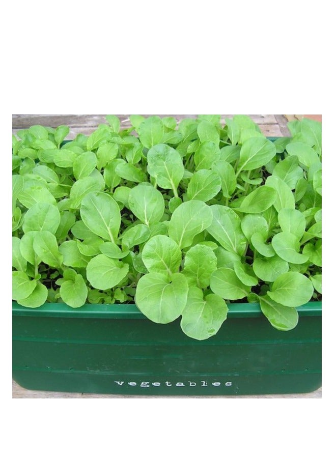 Agrimax Rocca Premium Quality Seeds by Agrimaxgroup® - Image 2