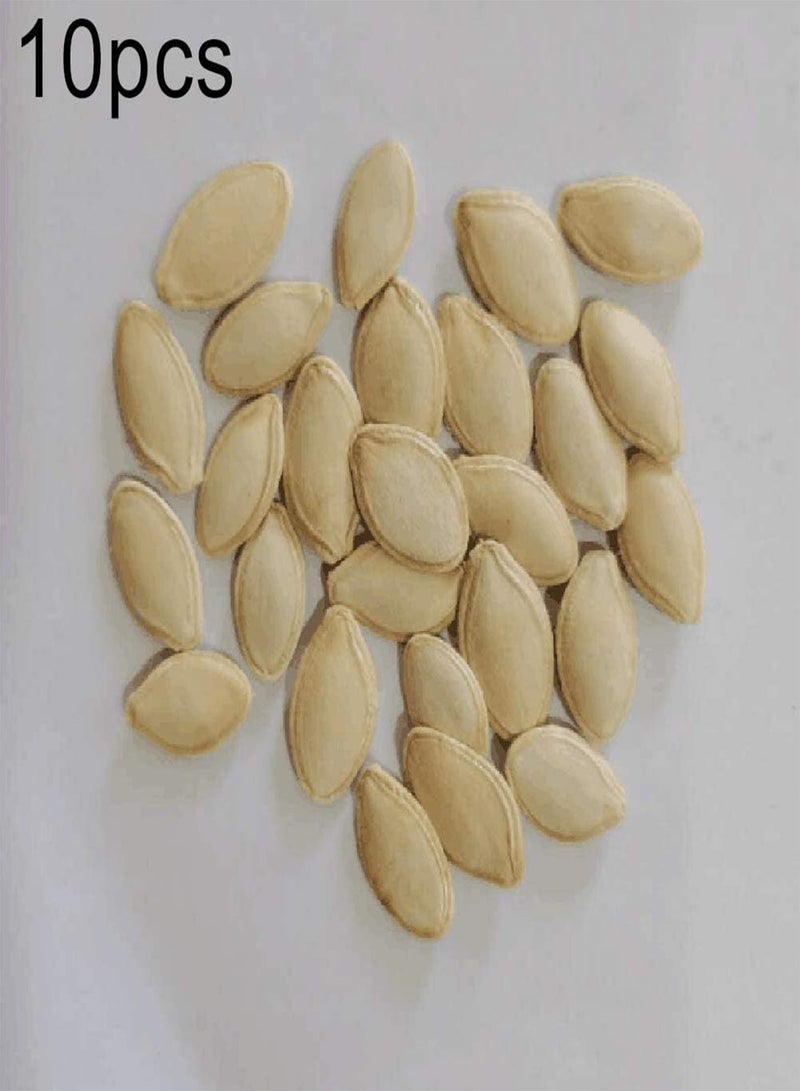 جي جوت 10 قطع من بذور كوسة بيبو كوسا، نباتات لذيذة للحديقة والفناء الخارجي، 1 بذور كوسا - Image 2