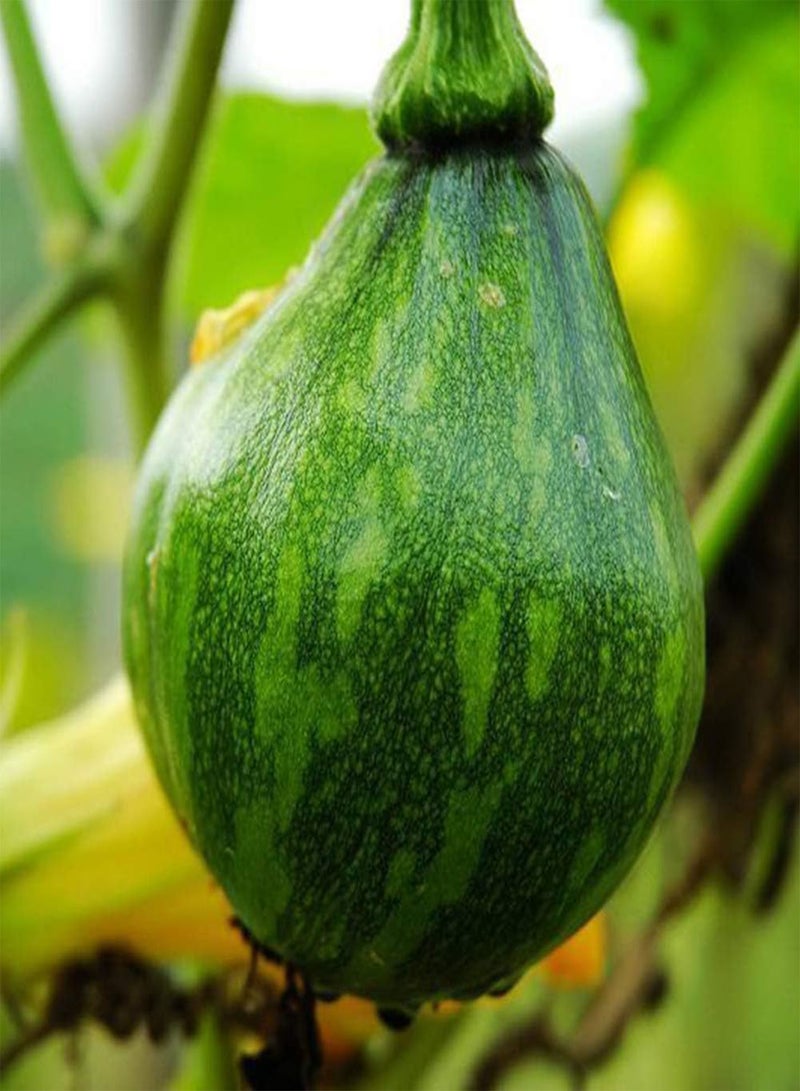 جي جوت 10 قطع من بذور كوسة بيبو كوسا، نباتات لذيذة للحديقة والفناء الخارجي، 1 بذور كوسا - Image 1