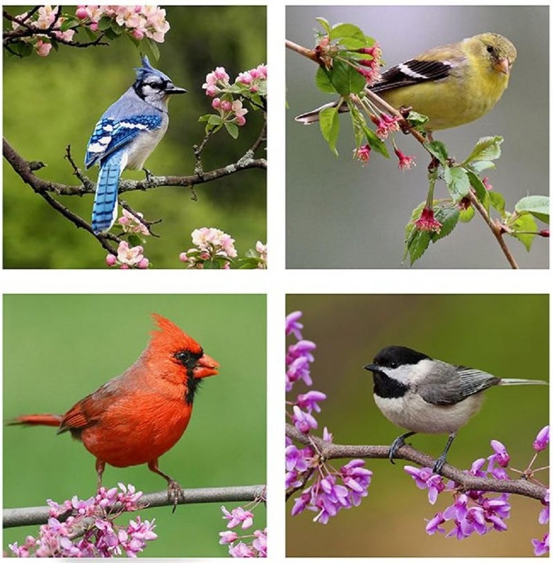 Carson Coaster Square 4 Piece Bird Photos Home Decor