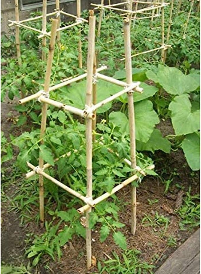 HOME TASTE Bamboo Pole 60 Cm 10 Pcs Plant Support Stake Stick Garden Stick Natural Garden Big Bamboo Long Sticks for Indoor and Outdoor Plants  - Image 5
