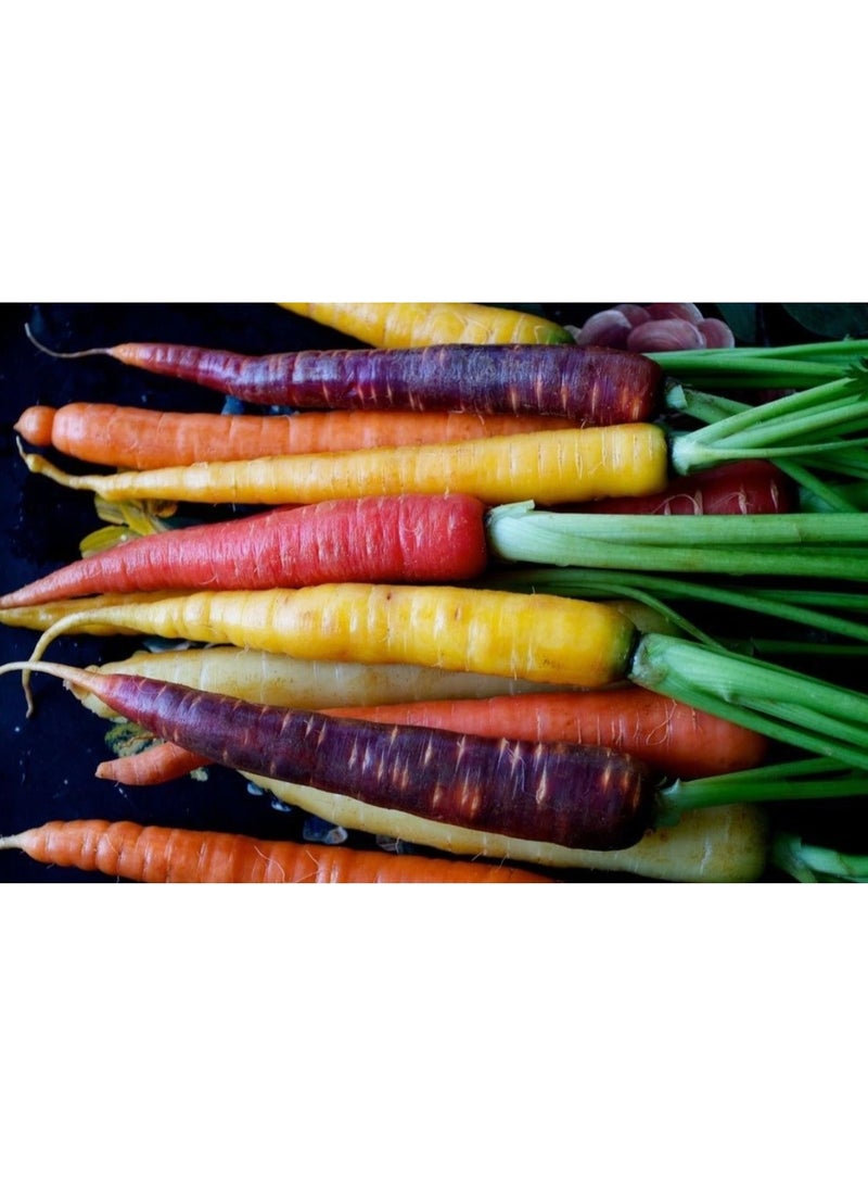 1000PCS Rainbow Carrot Seeds for Planting - Image 1