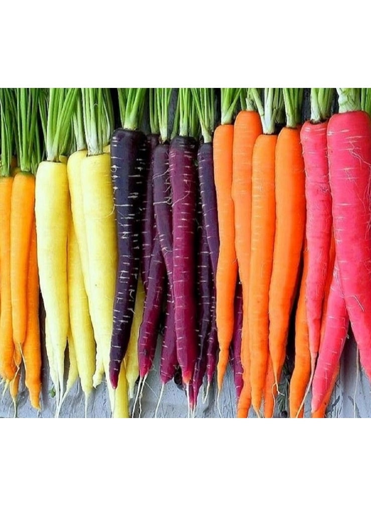 1000PCS Rainbow Carrot Seeds for Planting - Image 2