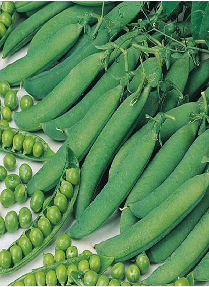 GGOOT Pea Hurst Green Shaft, Pisum Sativum, 350 Seeds by Heavy Torch  - Image 1