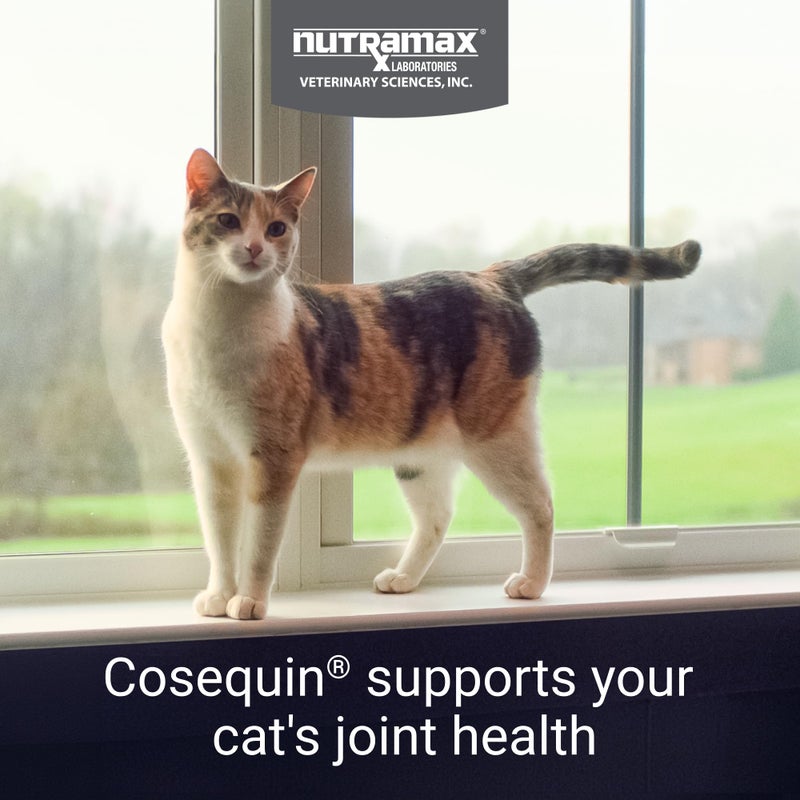 Nutramax Laboratories مكمل صحة المفاصل نوتراماكس كوزكوين للقطط، يحتوي على الجلوكوزامين للقطط، بالإضافة إلى الكوندرويتين، يدعم المفاصل الصحية، لجميع السلالات والأحجام، كبسولات قابلة للرش، 55 عد - Image 2
