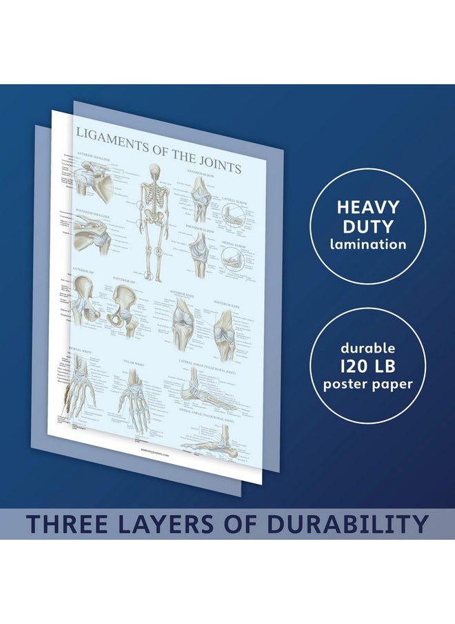 Palace Learning Palace Learning 4 Pack - Anatomical Poster Set - Laminated - Muscular, Skeletal, Ligaments of the Joints, Anatomy of the Spine - Anatomy Chart Set (LAMINATED, 18” x 24”)  - Image 3