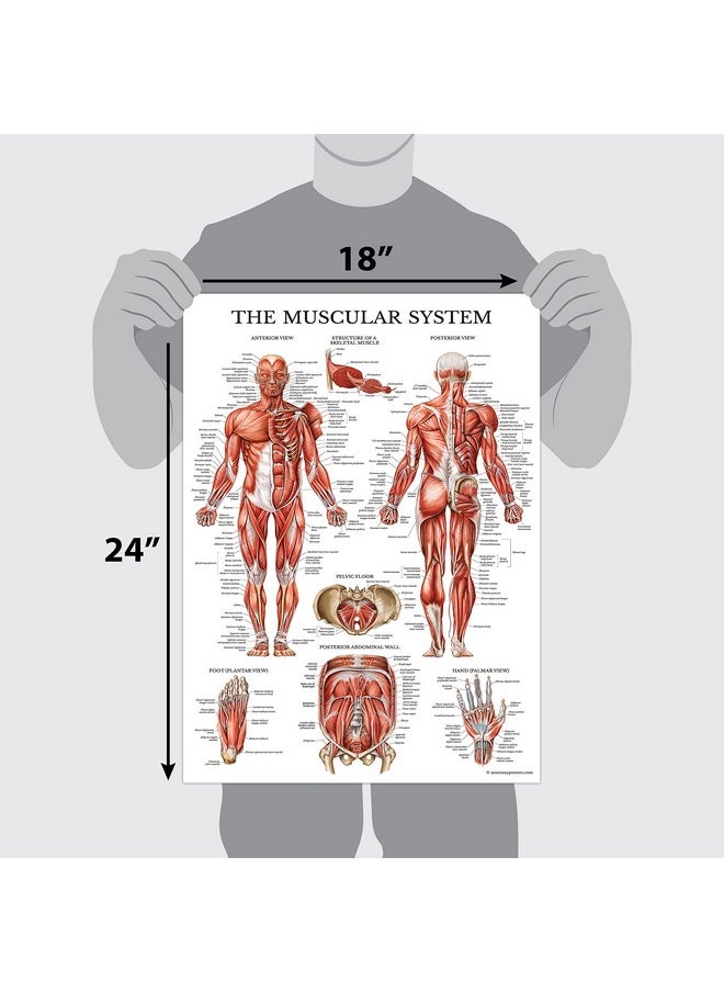 Palace Learning Palace Learning 4 Pack - Anatomical Poster Set - Laminated - Muscular, Skeletal, Ligaments of the Joints, Anatomy of the Spine - Anatomy Chart Set (LAMINATED, 18” x 24”)  - Image 2