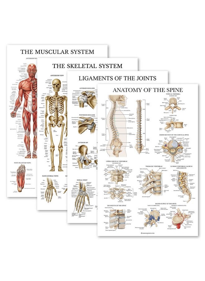 Palace Learning Palace Learning 4 Pack - Anatomical Poster Set - Laminated - Muscular, Skeletal, Ligaments of the Joints, Anatomy of the Spine - Anatomy Chart Set (LAMINATED, 18” x 24”)  - Image 1
