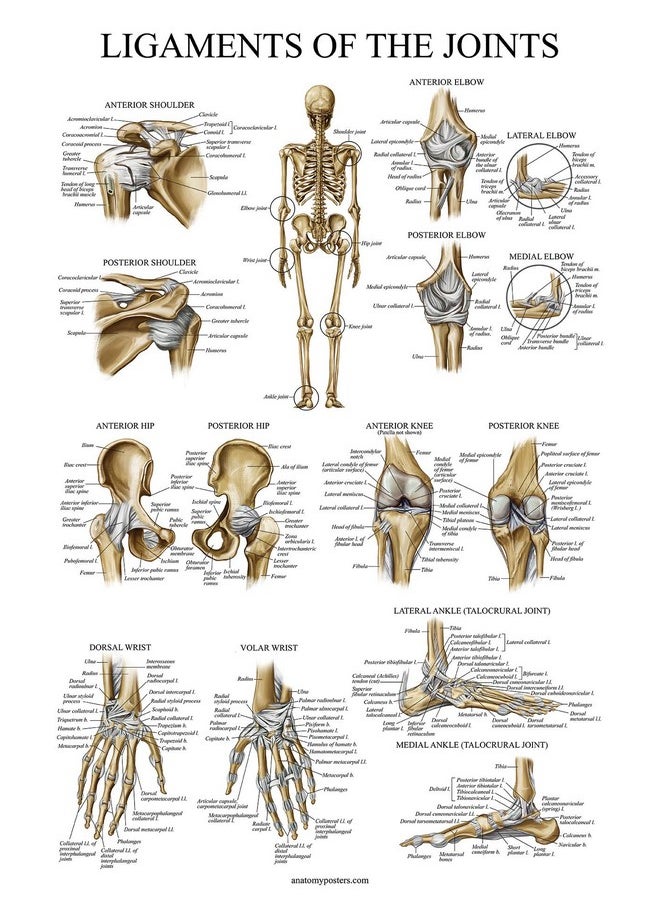 Palace Learning Palace Learning 4 Pack - Anatomical Poster Set - Laminated - Muscular, Skeletal, Ligaments of the Joints, Anatomy of the Spine - Anatomy Chart Set (LAMINATED, 18” x 24”)  - Image 4