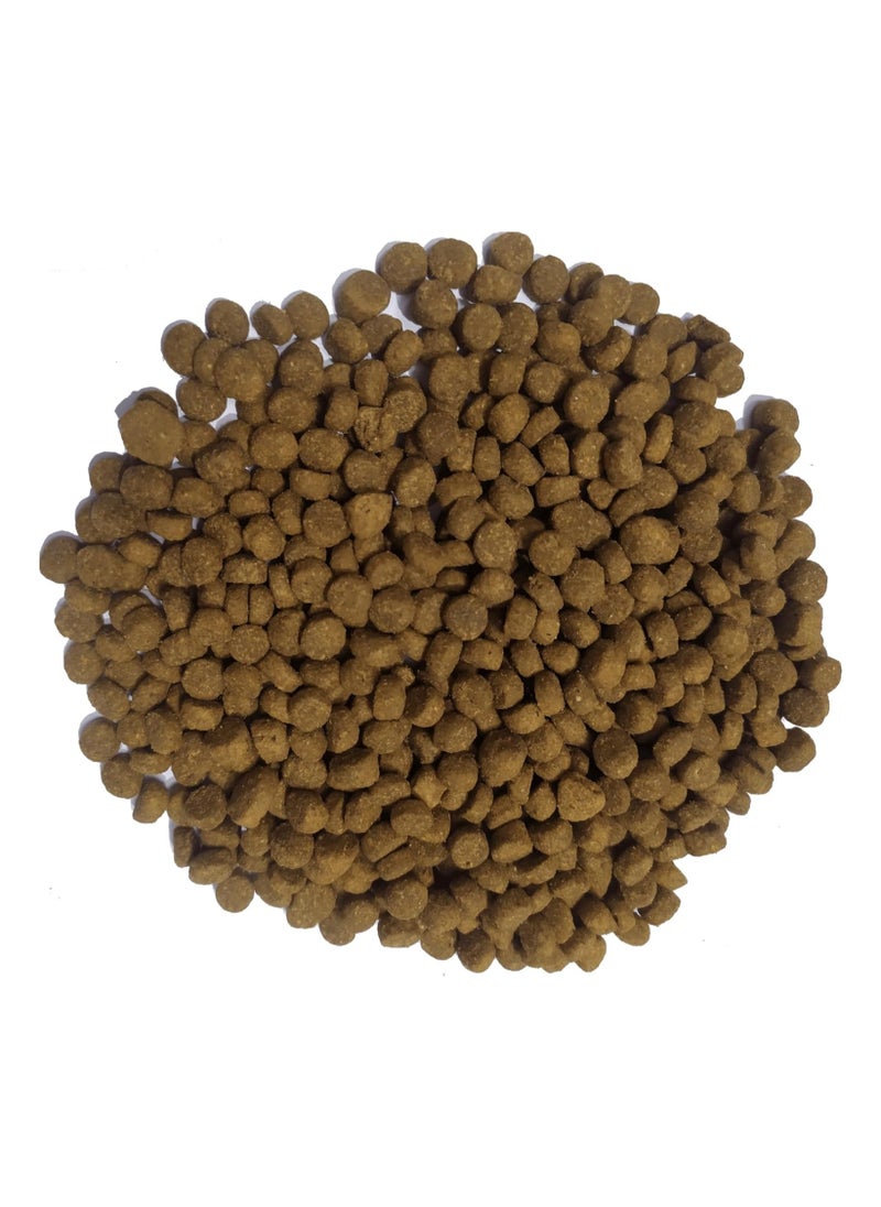 BREEDER - Adult Dog Dry Food- 20 Kg - pzsku/ZB0AF226D2BF29A482D62Z/45/_/1710941143/181a8d7d-787e-41e8-9034-fd91ead6ddfe
