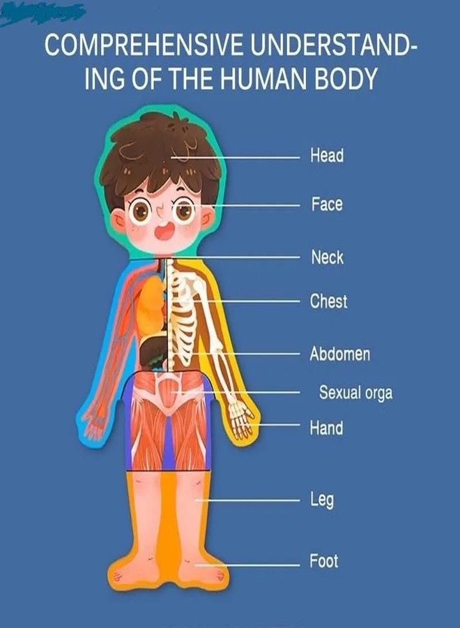MUMMAMIA Magnetic Wooden Human Body Parts Structure Puzzle (Human Body (Girl)) - Image 5