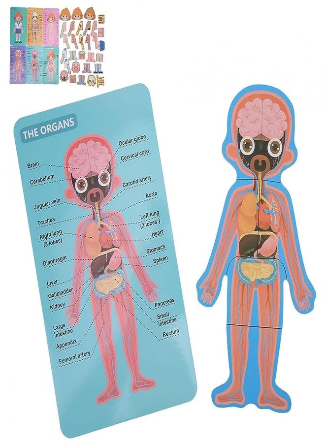 MUMMAMIA Magnetic Wooden Human Body Parts Structure Puzzle (Human Body (Girl)) - Image 3