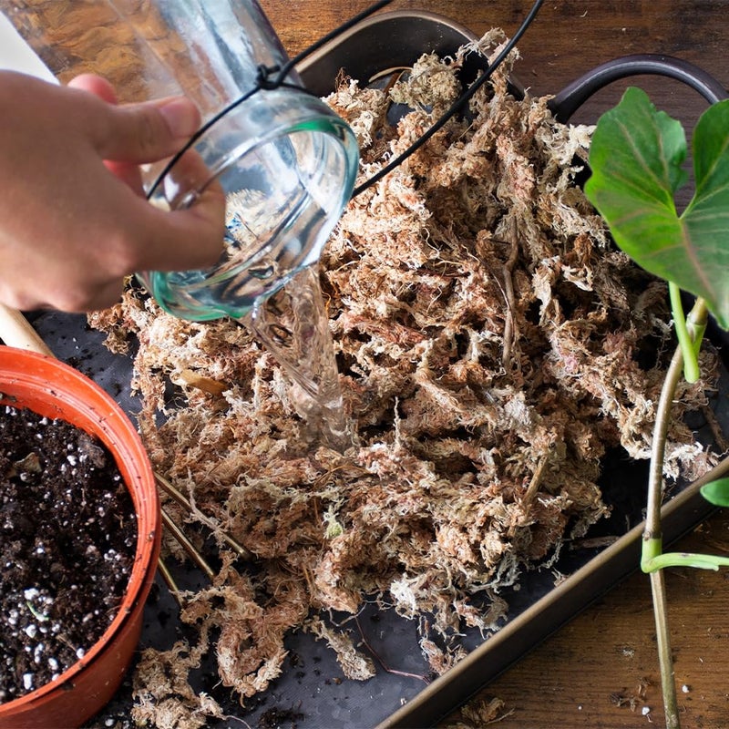 SuperMoss (22325) Orchid Sphagnum Moss Dried, Natural, 1 Pound Mini Bale Natural - Image 4