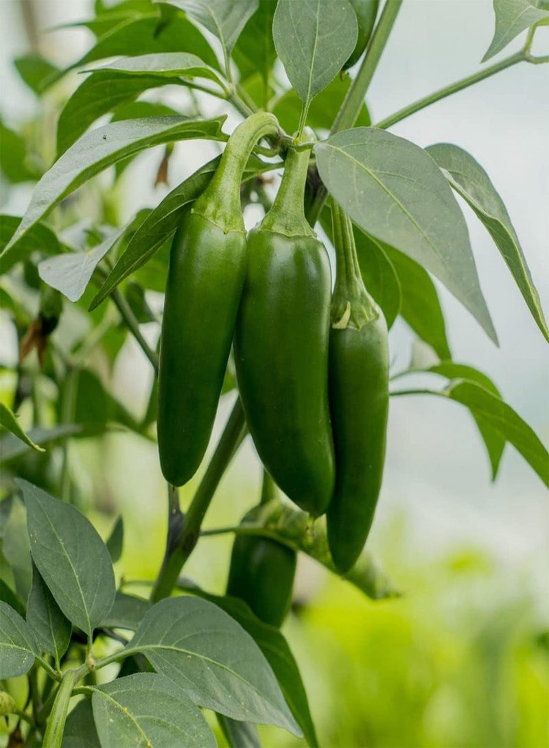 GGOOT Jalapeno Pepper - Capsicum Chinense Vegetable Seeds, Home Garden Seeds by Heavy Torch, 1 Growing Kit: Only Seeds - Image 5