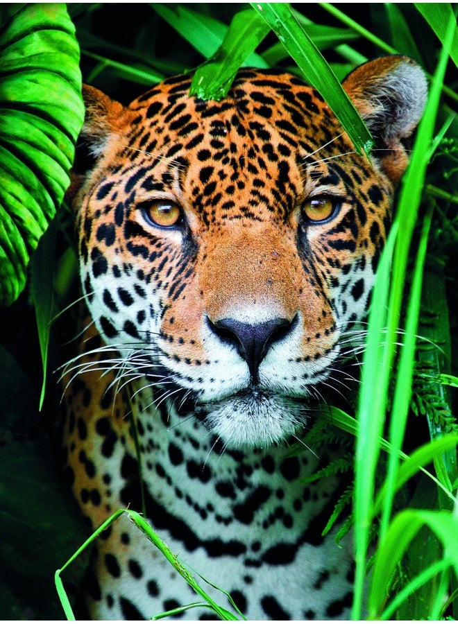 Clementoni Jaguar in the Jungle 500 Pieces Animals Collection, Made in Italy, Jigsaw Puzzle for Adults, Multicolor, Medium, Ages 14+ (35127) - Image 3